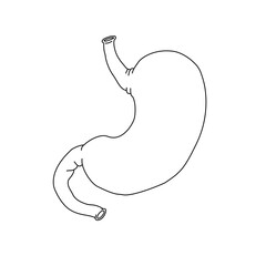 Stomach organ icon line drawing, hand drawn simple organ vector illustration, infographic line, illustration design for school science education.