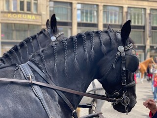 Black horses with braided main 