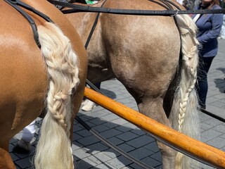 Fancy braided horse tails