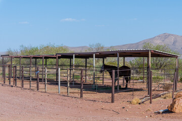 A horse in a Texas shelter