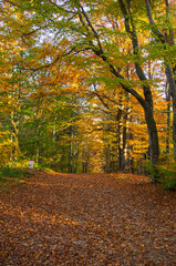 autumn in the forest