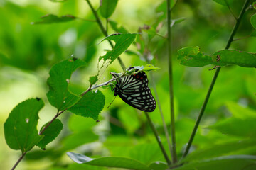 チョウ目・タテハチョウ科 アカボシゴマダラ ― 美しさの裏にひそむ外来生物の現実｜ The Hidden Reality of Invasive Species: Red-spotted Apatura (Limenitis)