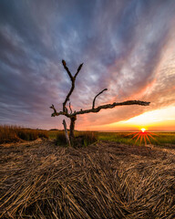 Lone tree stands guard over the marsh in eastern North Carolina