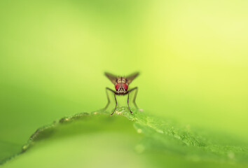 dragonfly on a leaf