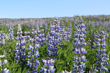 field of purple lupine flowers in Iceland 