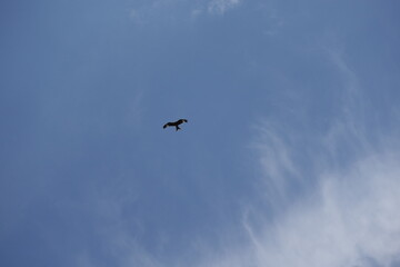 青空と鷹