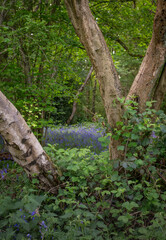 Trees and plants in woodland near Farleigh in Surrey, UK. Beautiful springtime nature scene with bluebells in the background.