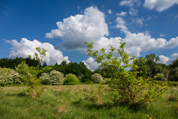 Trees and plants in a field near Farleigh in Surrey, UK. Beautiful springtime nature scene with dramatic sky.