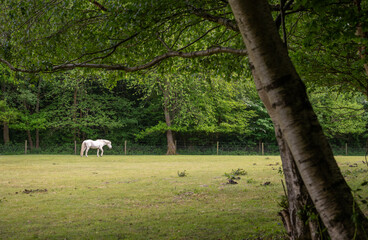 Gray horse standing in a field with a tree in the foreground