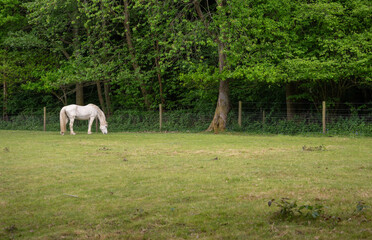 Grey horse grazing in a field with trees behind