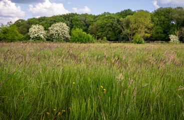 Field with grasses and buttercups with trees behind. Beautiful view of the English countryside near Farleigh in Surrey, UK. Foreground focus.