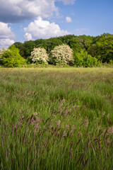 Field with grasses and trees behind. Beautiful view of the English countryside near Farleigh in Surrey, UK. Foreground focus.
