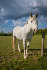 A gray horse standing in a field and looking over a fence. Farm scene near Farleigh in Surrey, UK.