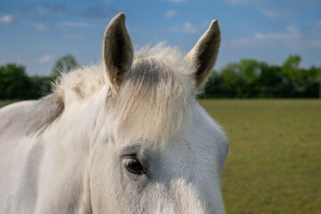 Close up of the head of a gray horse in a field showing ears and eye