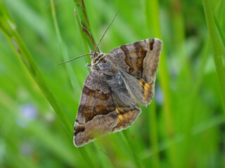 The burnet companion moth (Euclidia glyphica) resting in green grass