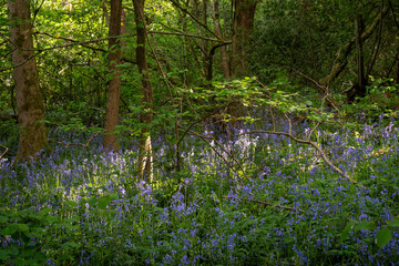 Bluebells (Hyacinthoides non-scripta) in woodland with sunlight filtering through the trees. Beautiful springtime nature scene near Farleigh in Surrey, UK