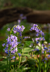 Close up of bluebells (Hyacinthoides non-scripta) in woodland with sunlight filtering through the trees. Beautiful springtime nature scene near Farleigh in Surrey, UK