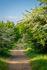 Public footpath across Great Farleigh Green in Farleigh, Surrey, UK.