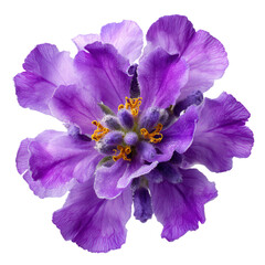 Obraz premium Stunning Purple and Lavender Hydrangea Bloom Close-Up Flower Photography