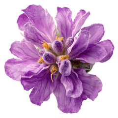 Obraz premium Stunning Purple and Lavender Hydrangea Bloom Close-Up Flower Photography