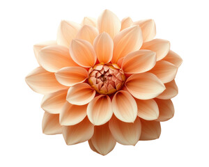 Peach dahlia flower with layered petals on white background