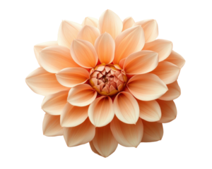 Peach dahlia flower with layered petals on white background
