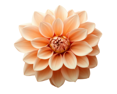 Peach dahlia flower with layered petals on white background