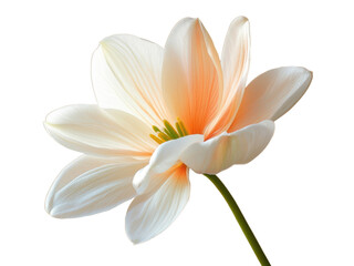 Fototapeta premium White Lotus flower isolated on white