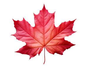 Naklejka premium red autumnal fall leaves illustration watercolor style on a transparent background