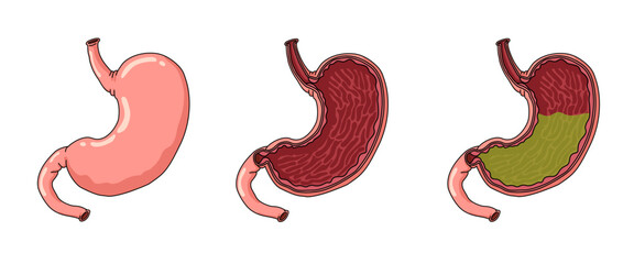human stomach illustration isolated on white background, stomach anatomy, stomach acid, stomach vector for design.