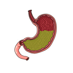 human stomach illustration isolated on white background, stomach anatomy, stomach acid, stomach vector for design.