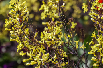 Yellow flowers on tall purple stems, Close-up of flowering ornamental cabbage.