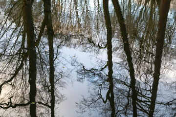 Bäume spiegeln sich im Wasser, Niedersachsen, Deutschland, Europa