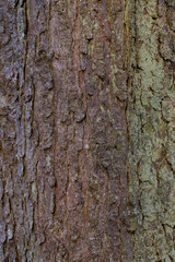 Fototapeta premium Rinde der Rooskastanie (Aesculus hippocastanum)