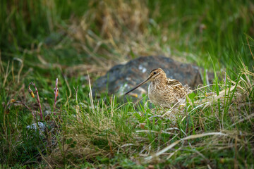 The common snipe - Gallinago gallinago is a small, stocky wader native to the Old World.