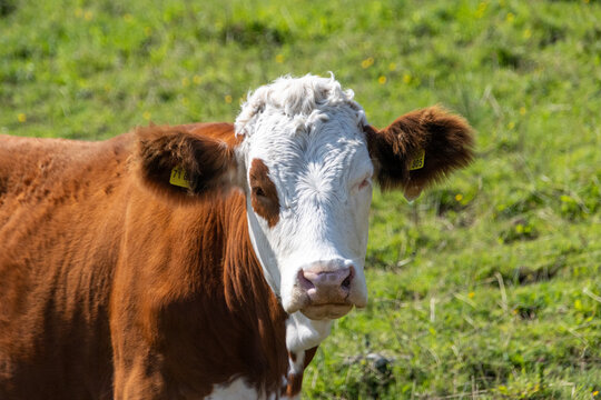 cow on a meadow