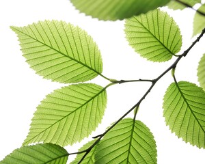 green leaves isolated on white background