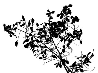 Illustration, silhouette of oak branch on transparent background