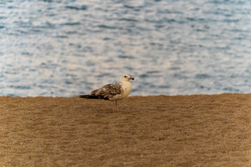 Gaviota frente al mar en la arena 