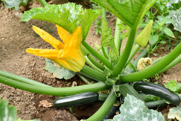 Cultivation Zucchini Plant with Orange Zucchini and Zucchini Flowers