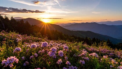 Scenic summer sunset over wild aster flowers in the Great Smoky Mountains 