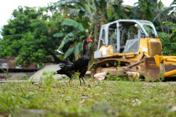 Pack of chickens in a farmyard with green foliage and rural background