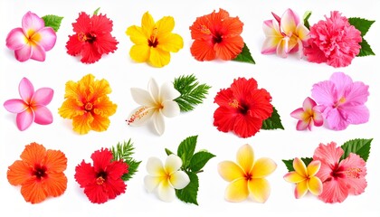 Exotic Flowers isolated on white background