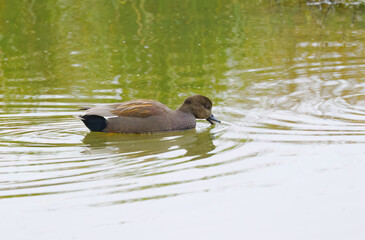 a gadwall in a pond, a pond full of pollen, male gadwall drinking water, green water, idyllic scene on the lake with peaceful duck, idyllic nature with water birds, Mareca strepera