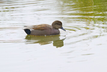 three gadwall duck photographed from the side, male gadwall duck on the pond, green water, idyllic scene on the lake with peaceful ducks, idyllic nature with water birds, Mareca strepera