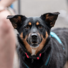 Black and tan mixed breed dog up close