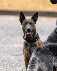 Belgian Malinois peeking around dogs