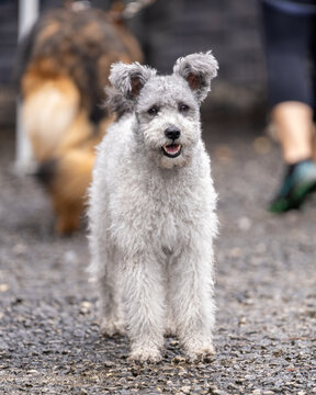 Pumi dog waiting to start a race