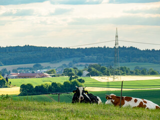 Kühe und Rinder grasen auf einer Weide