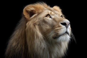 Obraz premium Majestic Lion Portrait: A Serene, Dramatic Study